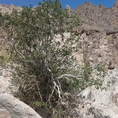 زمین چشمه زیارت