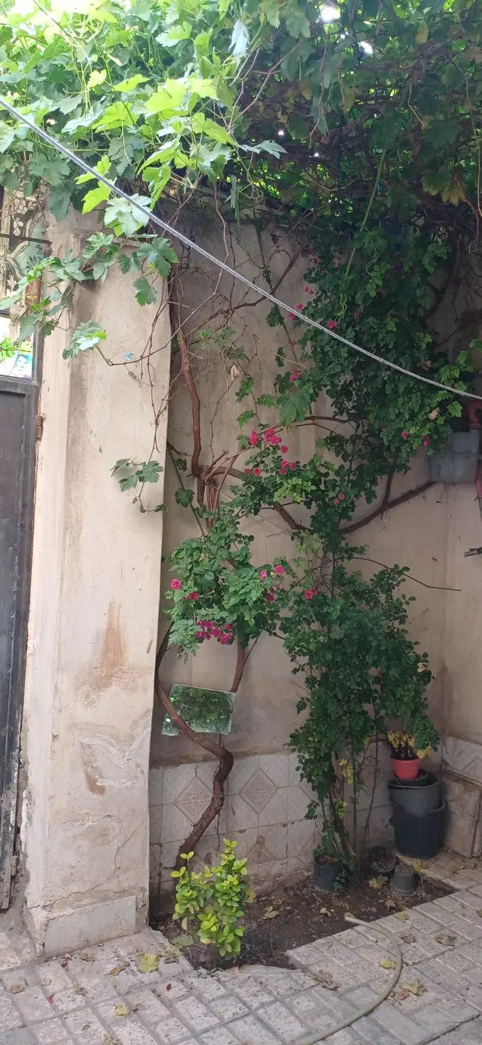 ویلایی پنجتن