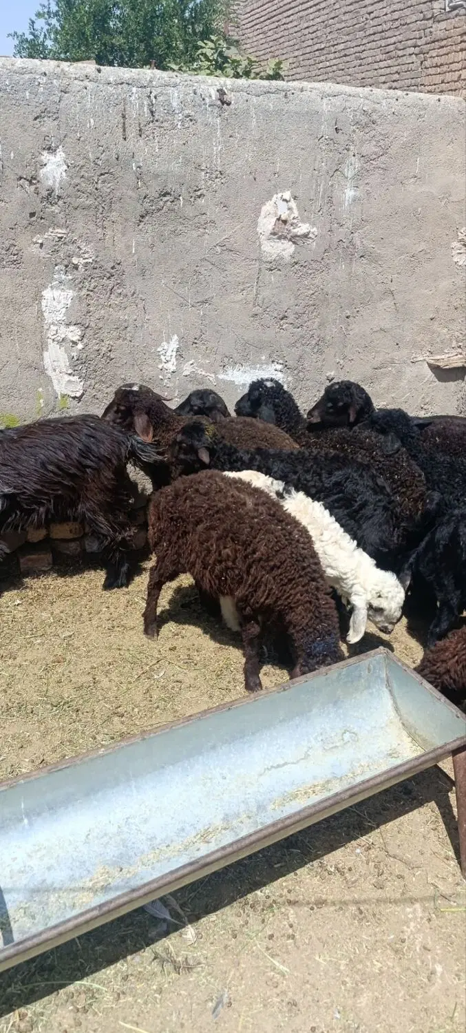سوله یا انبار یا دامداری کوچک سمت شاداباد چاوان