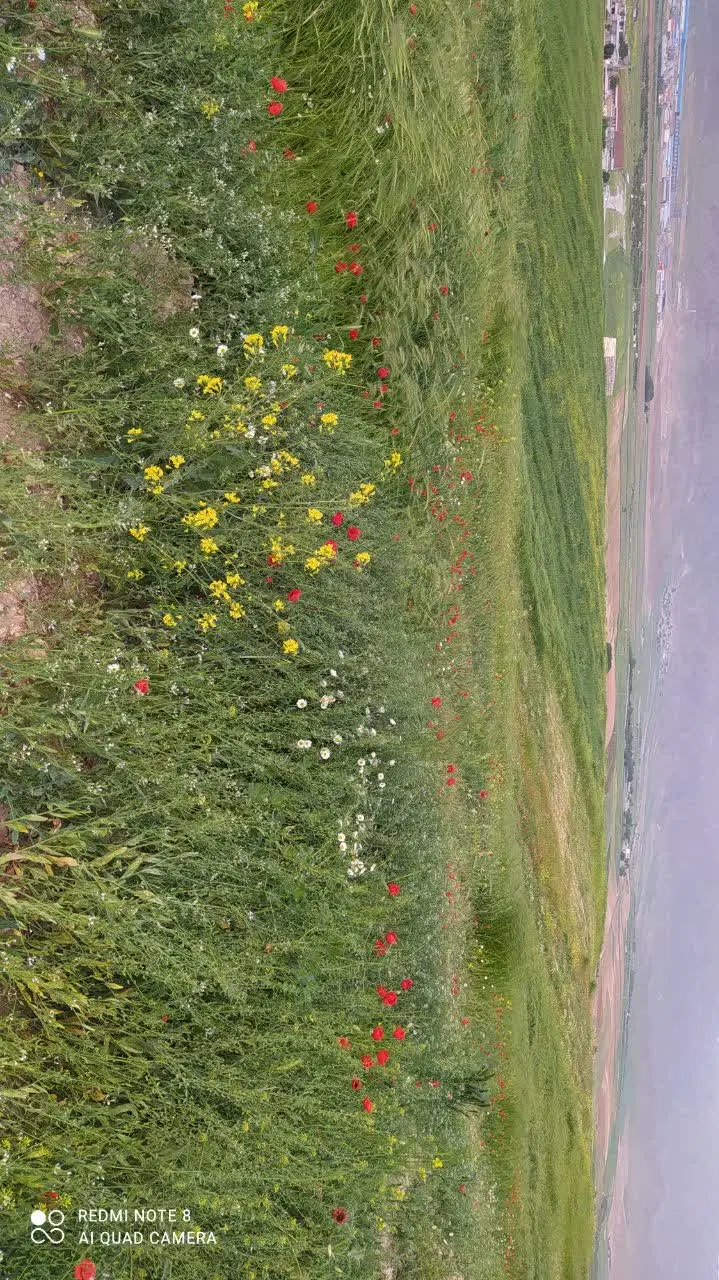 زمین کشاورزی کشت زعفران