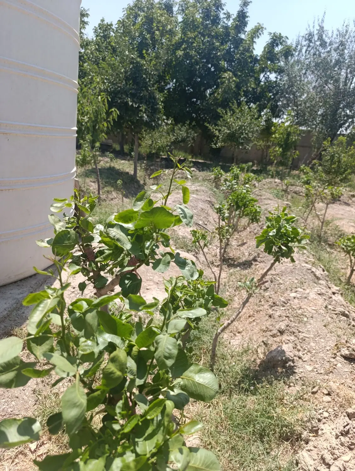 باغ قدیمی ۱۱۰۰مترسند دار  با مجوز جهاد کشاورزی
