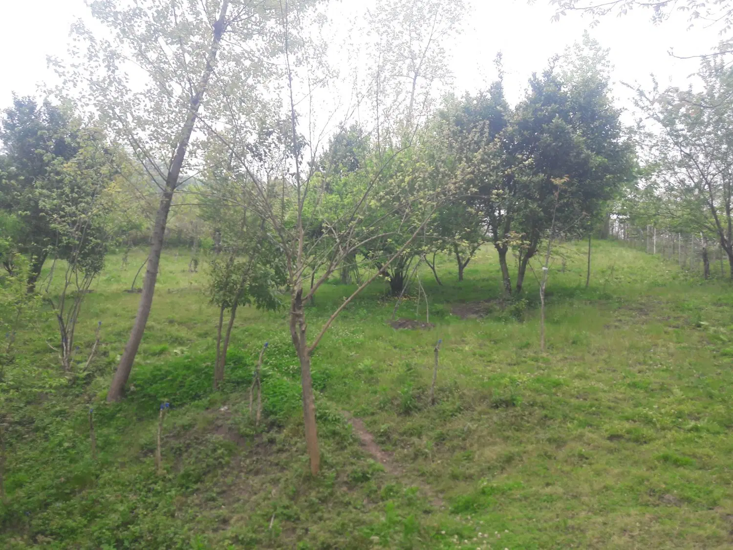 باغ میوه