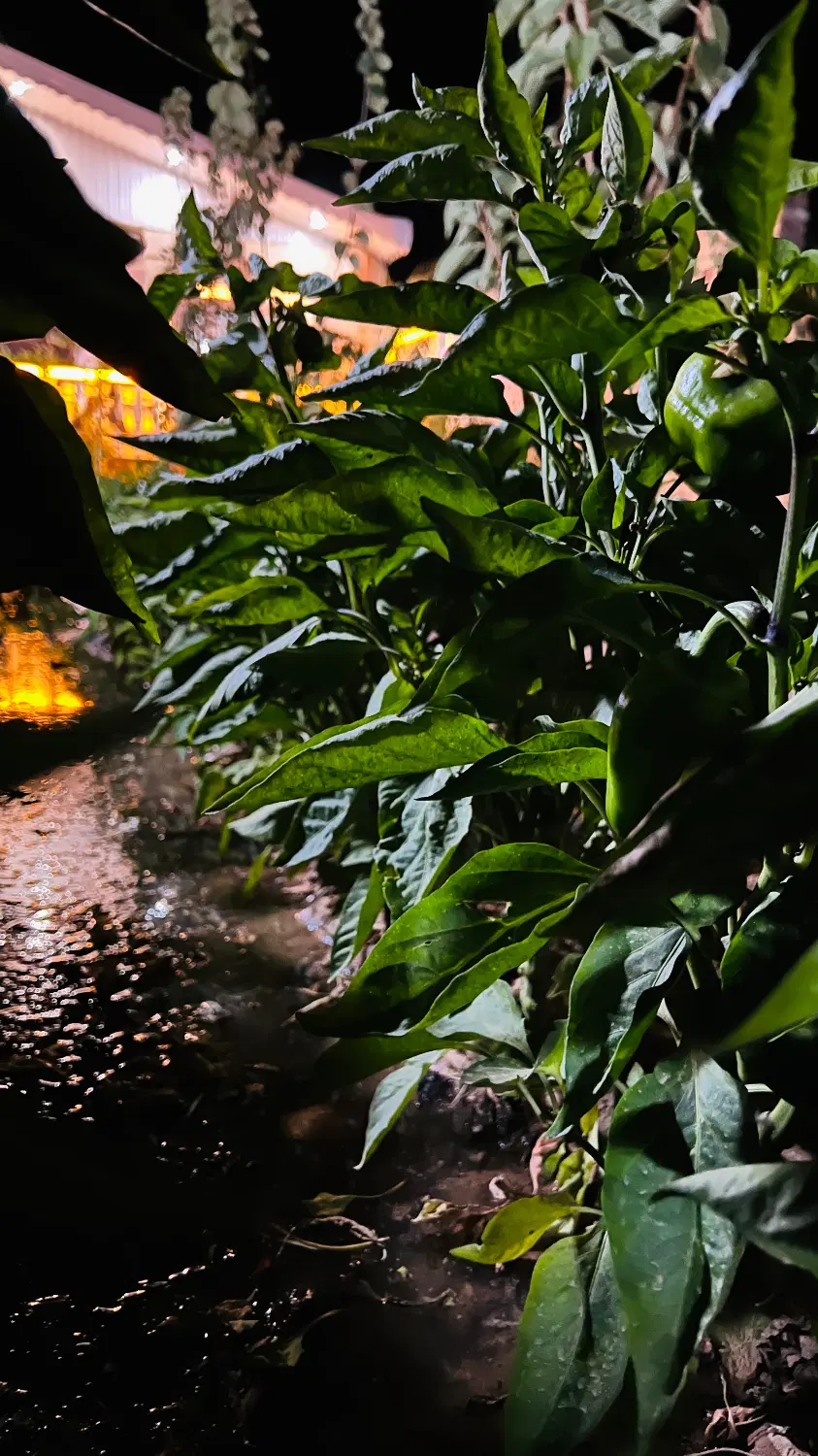 زمین