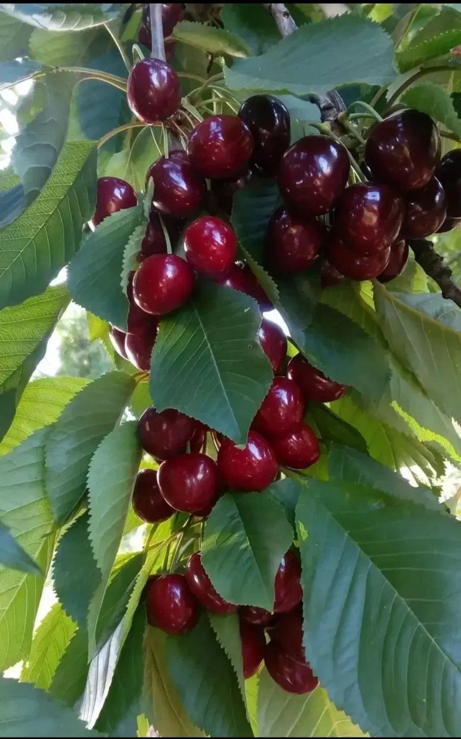 اجاره باغ گیلاس