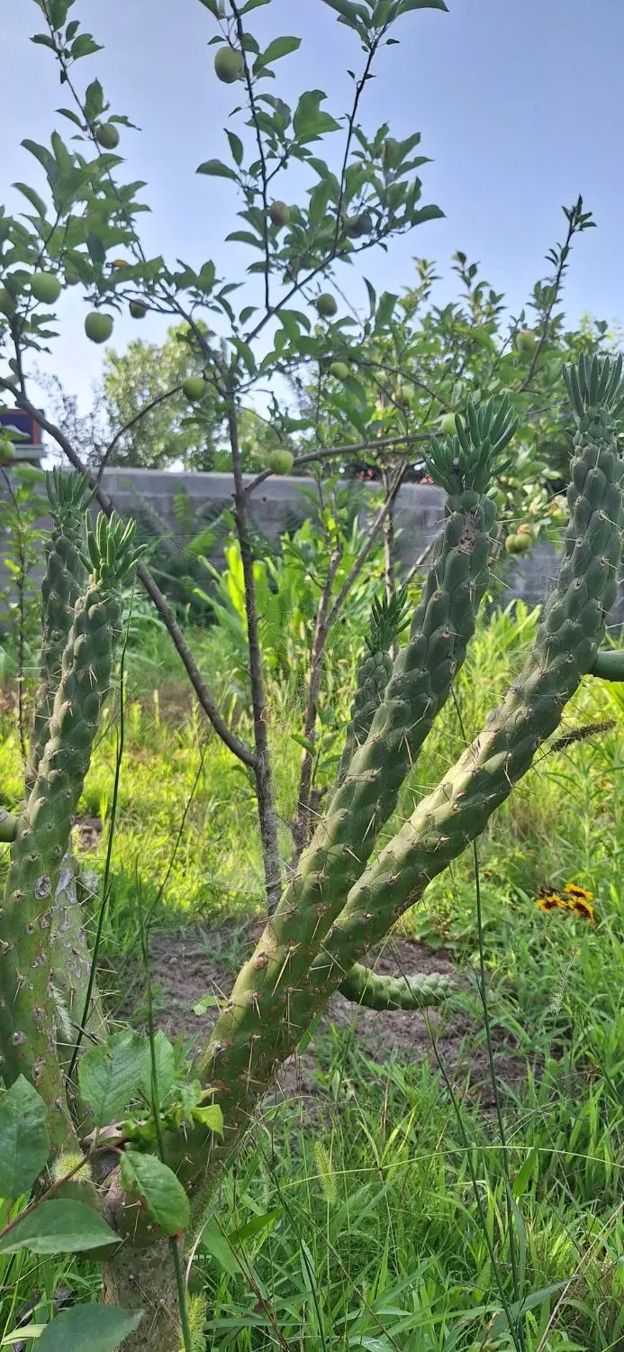 زمین مسکونی نزدیک به رشت