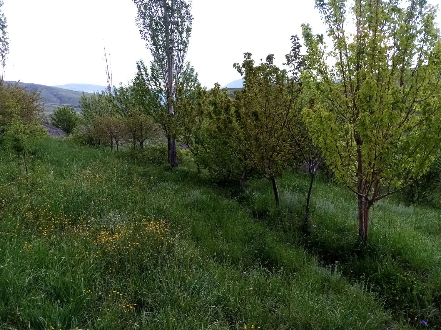 باغ ۸۰۰۰متری