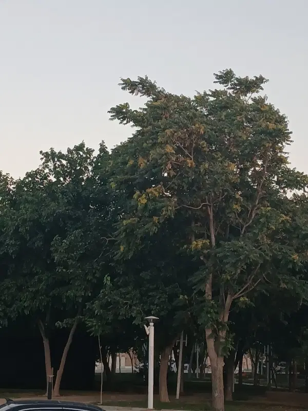 ۳۳۰۰متر باغ‌قدیمی