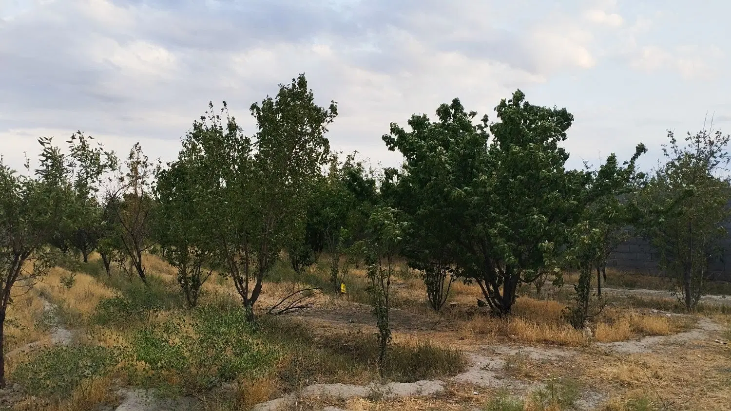 زمین .باغی