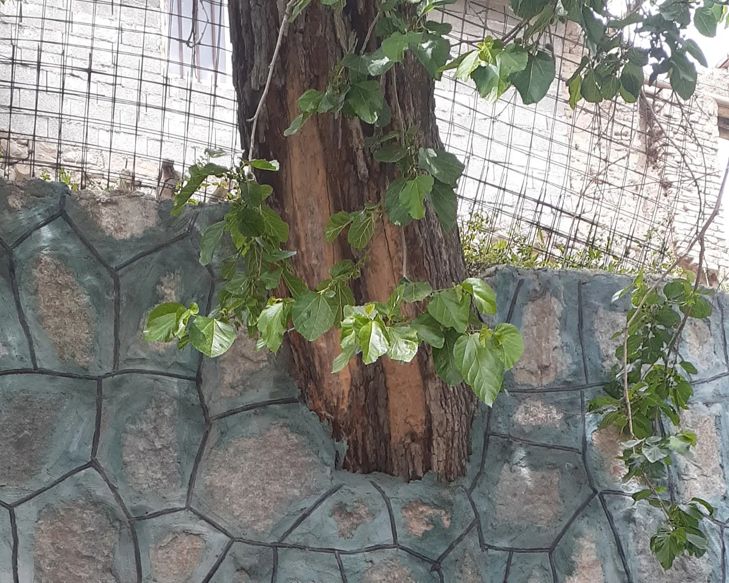 زمین مسکونی