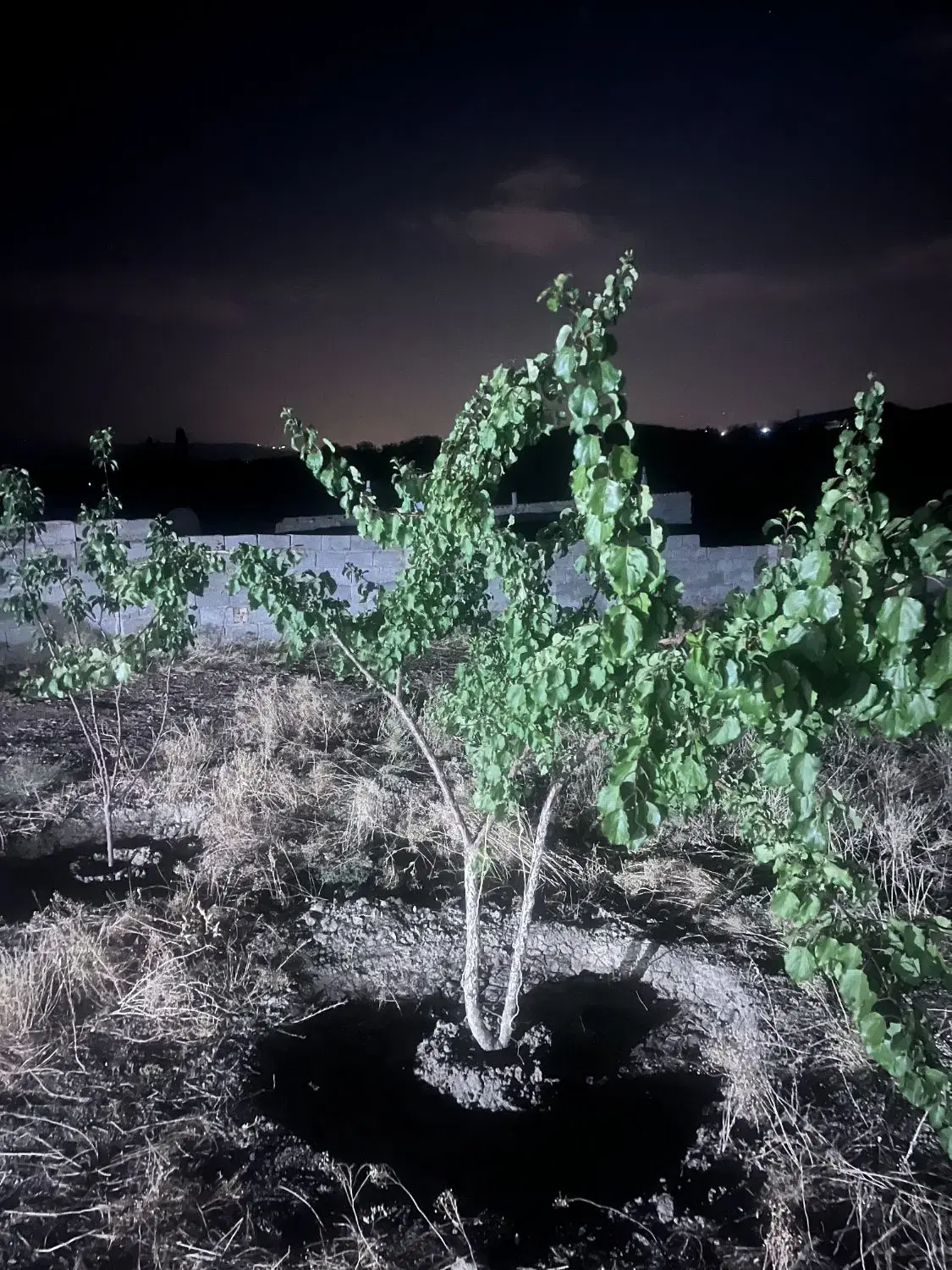 ویلا باغ روستای مزرعه سند شش دانگ