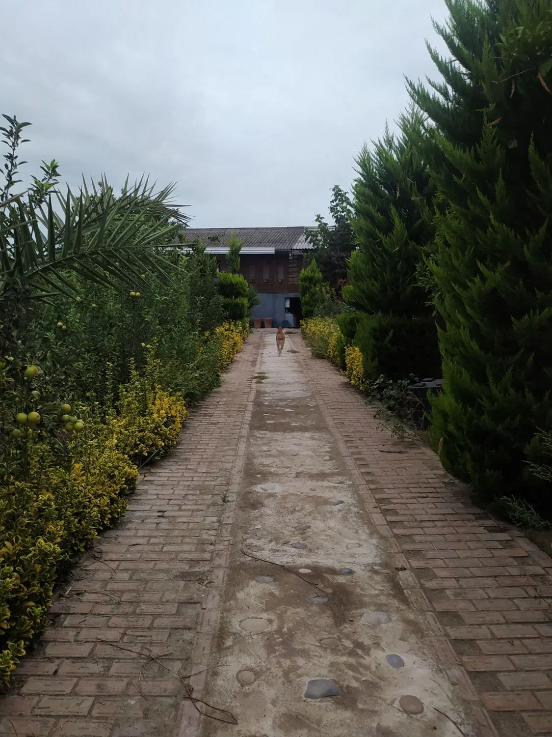 اجاره ویلای روزانه عالیواک اول جاده دریا