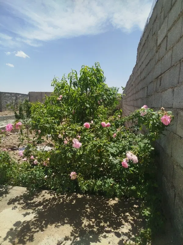 باغچه577متر مربع سند تک برگ+چاه آب