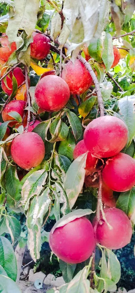 باغ ویلا ۱۰۰۰ متری پل چهر