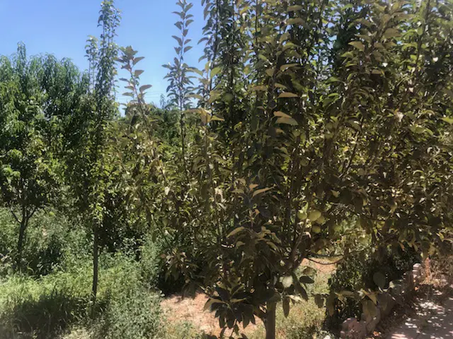 باغ دور دیوار معاوضه با ماشین