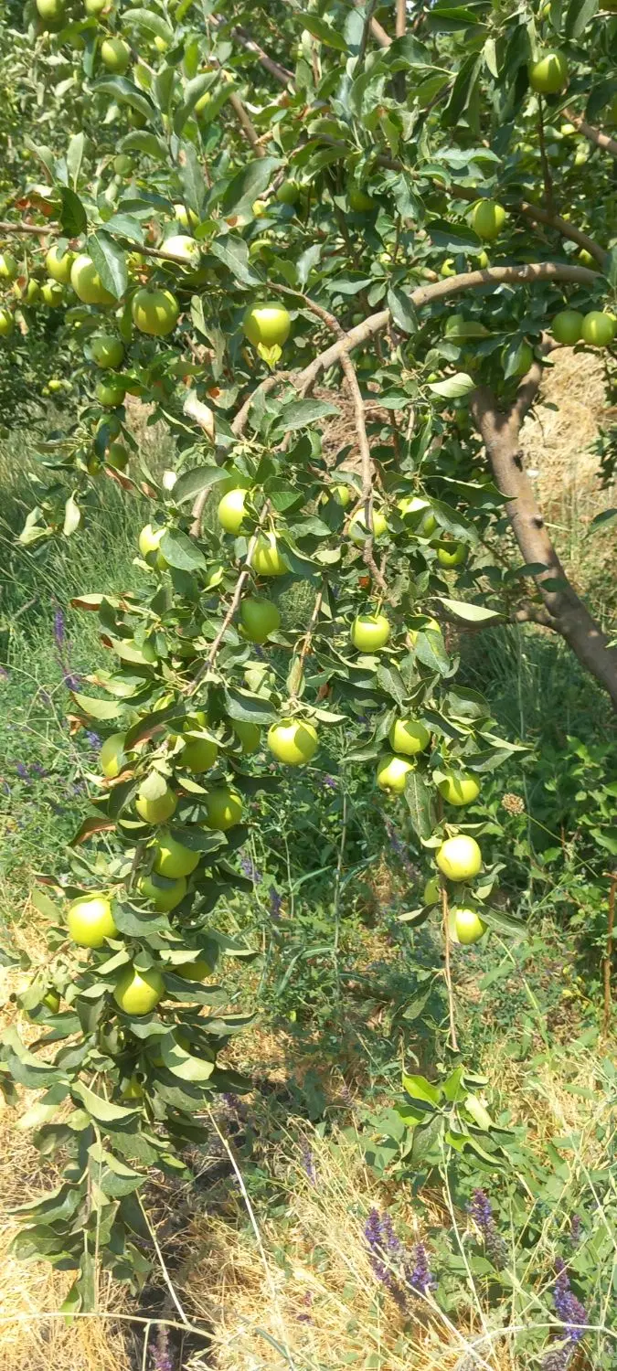 فروش باغ