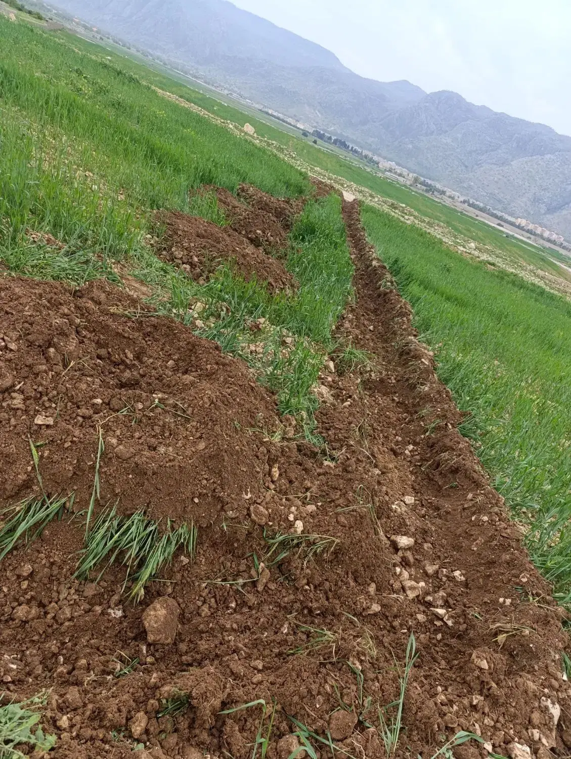 زمین کشاورزی مناسب باغچه
