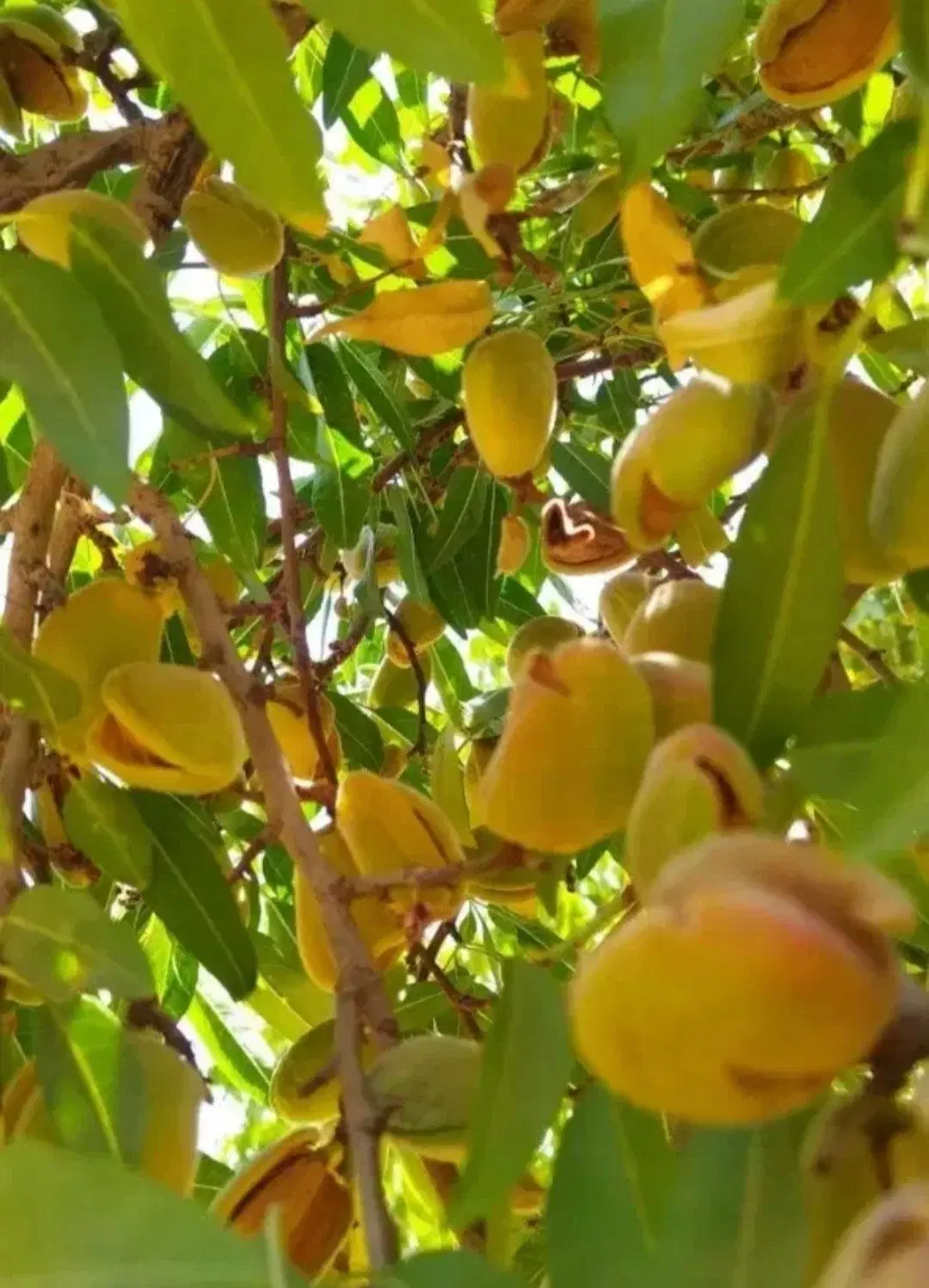 فروش زمین کشاورزی