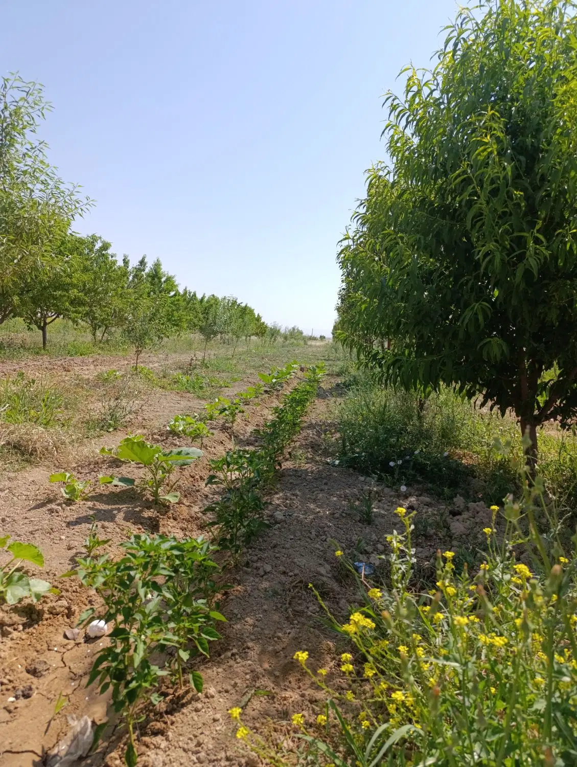 2000متر باغ با سند معتبر