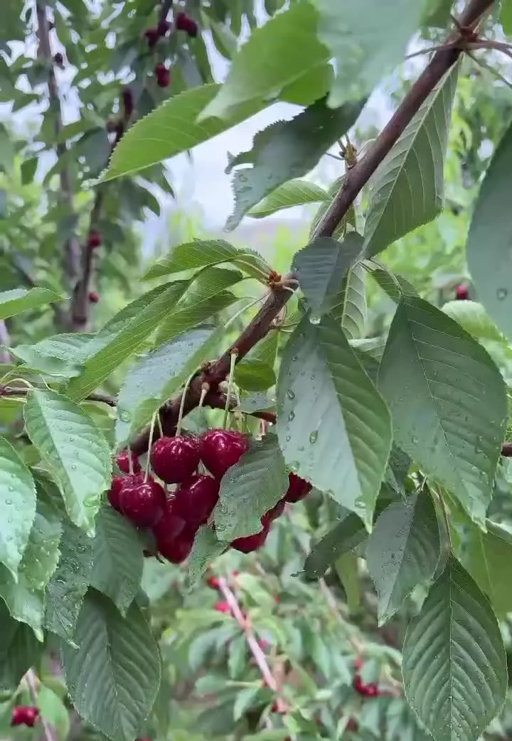 ویلا باغ تجاری
