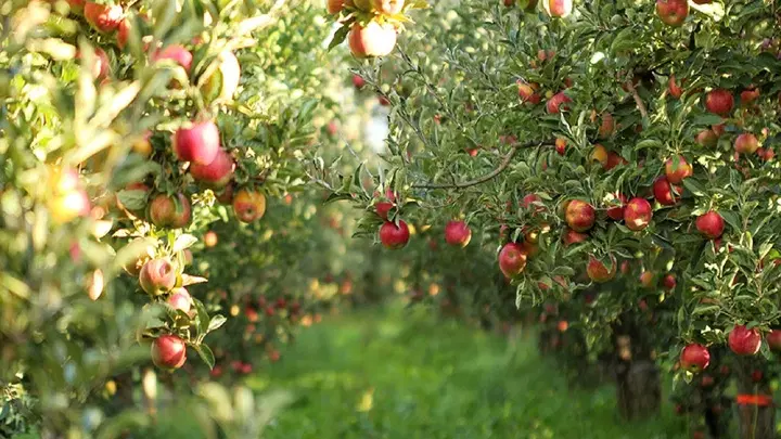 فروش باغ در قصبه غربی بلوار ورودی کسکن نشاط ۵