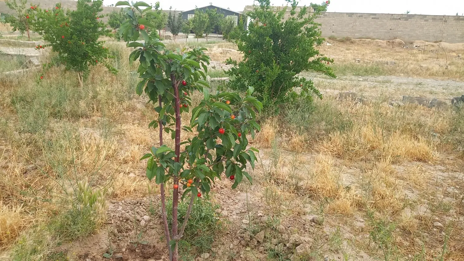 فروش باغچه ۳۰۰ متری نزدیک شهرک بهاران