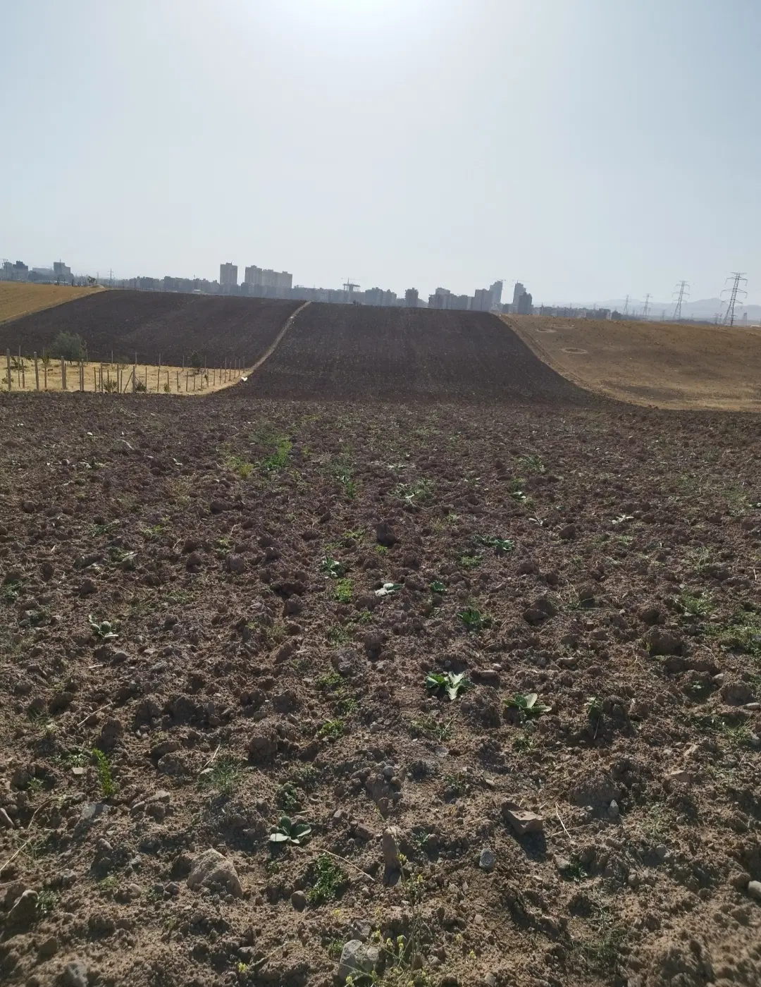 رمین زراعی باغی اراضی شفیع آباد پشت تالار شهر