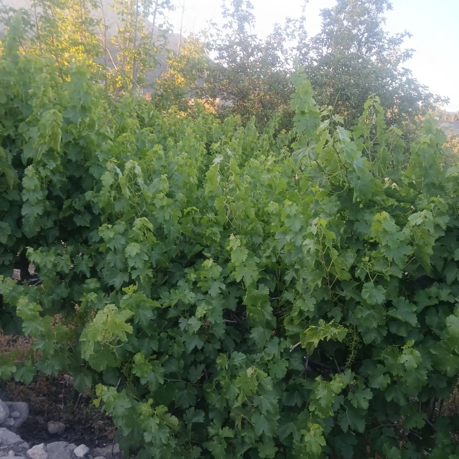 فروش زمین باغ شهری دشت ارژن
