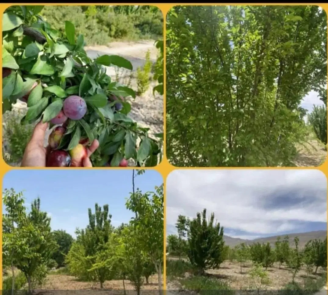 باغ شهری فاروق (مجموعه(
