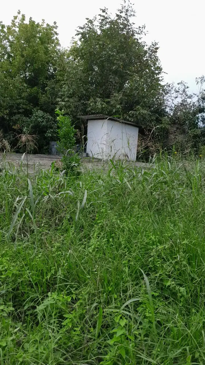 زمین دارای بنای احداثی و درخت میوه