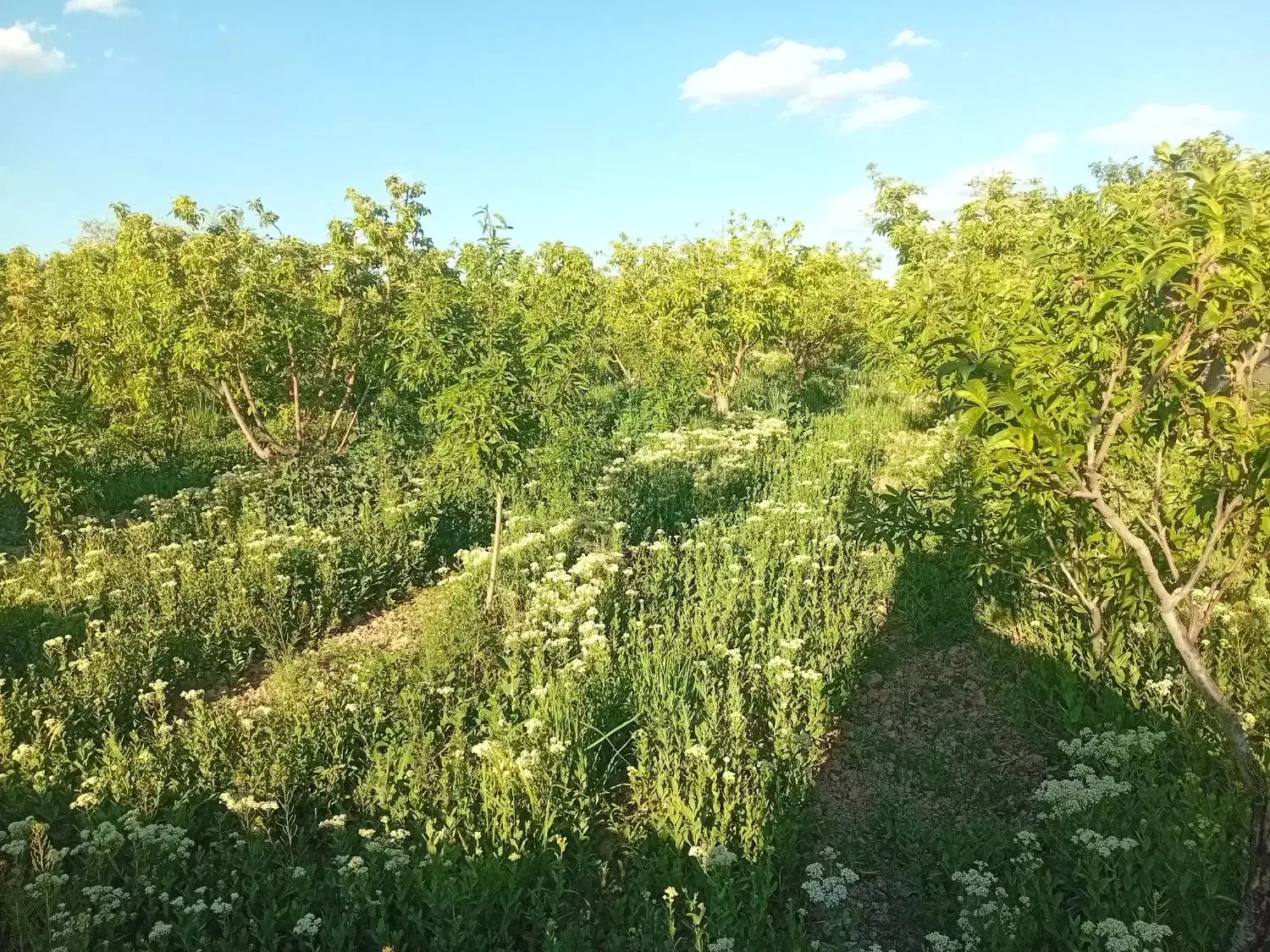 خانه باغ تکمیل