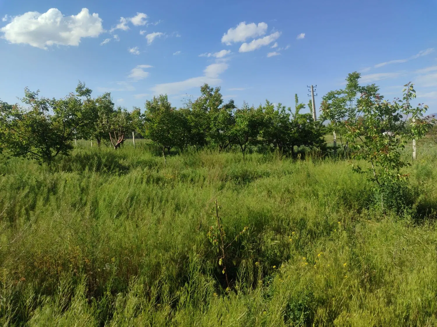 باغ کنار خیابان