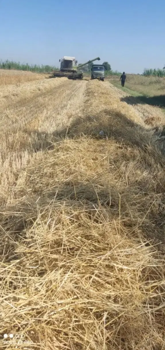 فروش ۶ هکتار کلور  گندم