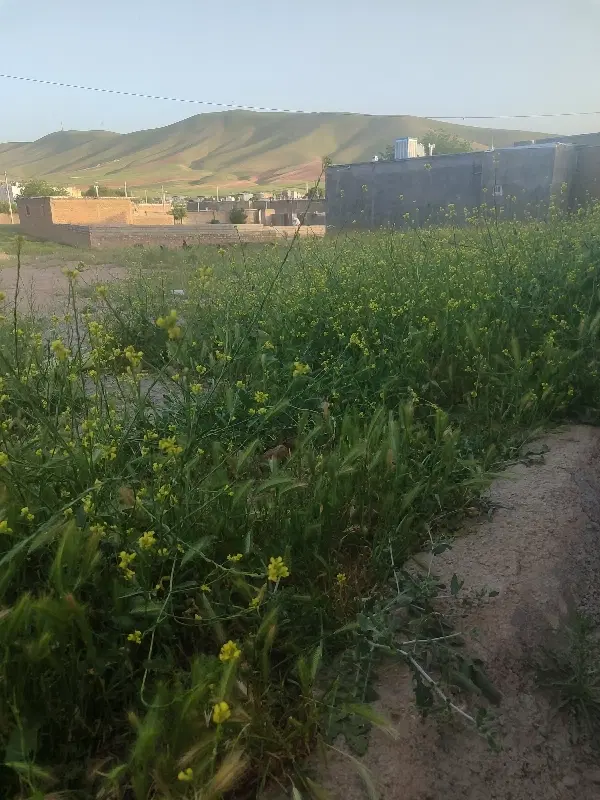 ششصد و سی متر زمین طرح هادی