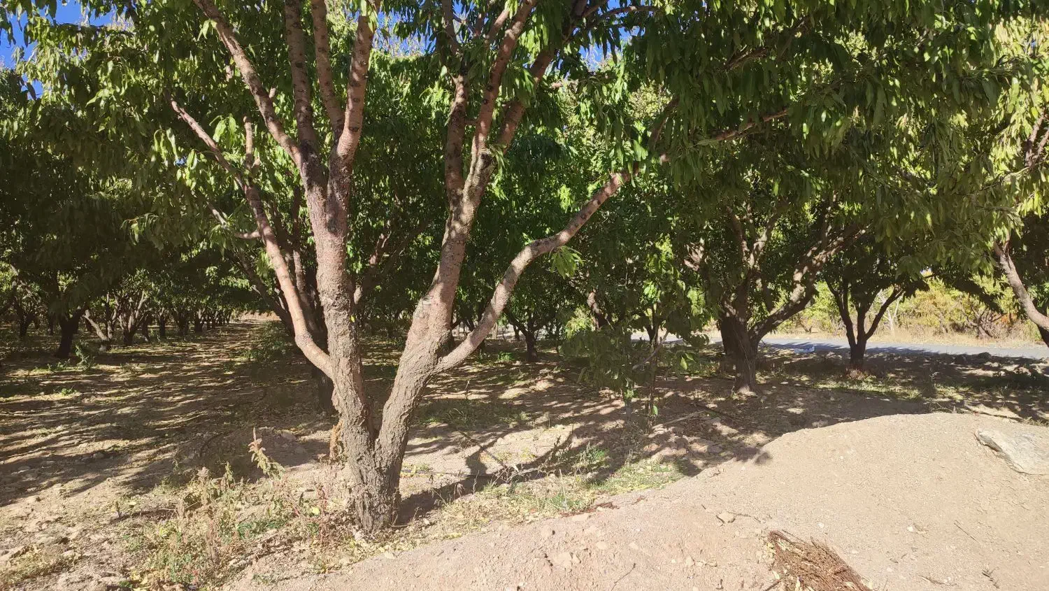 طرح عمان دو جریبی