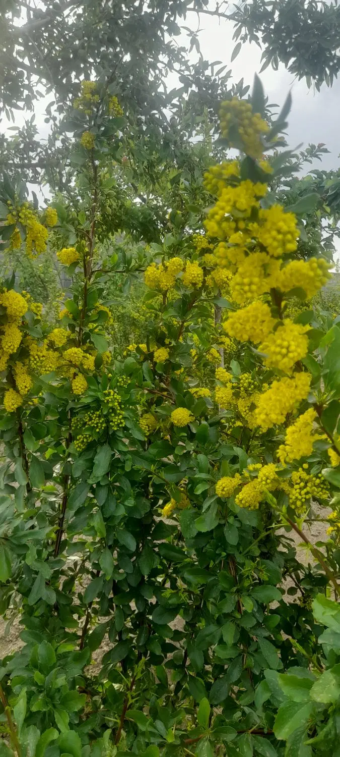باغ (مود بیرجند )