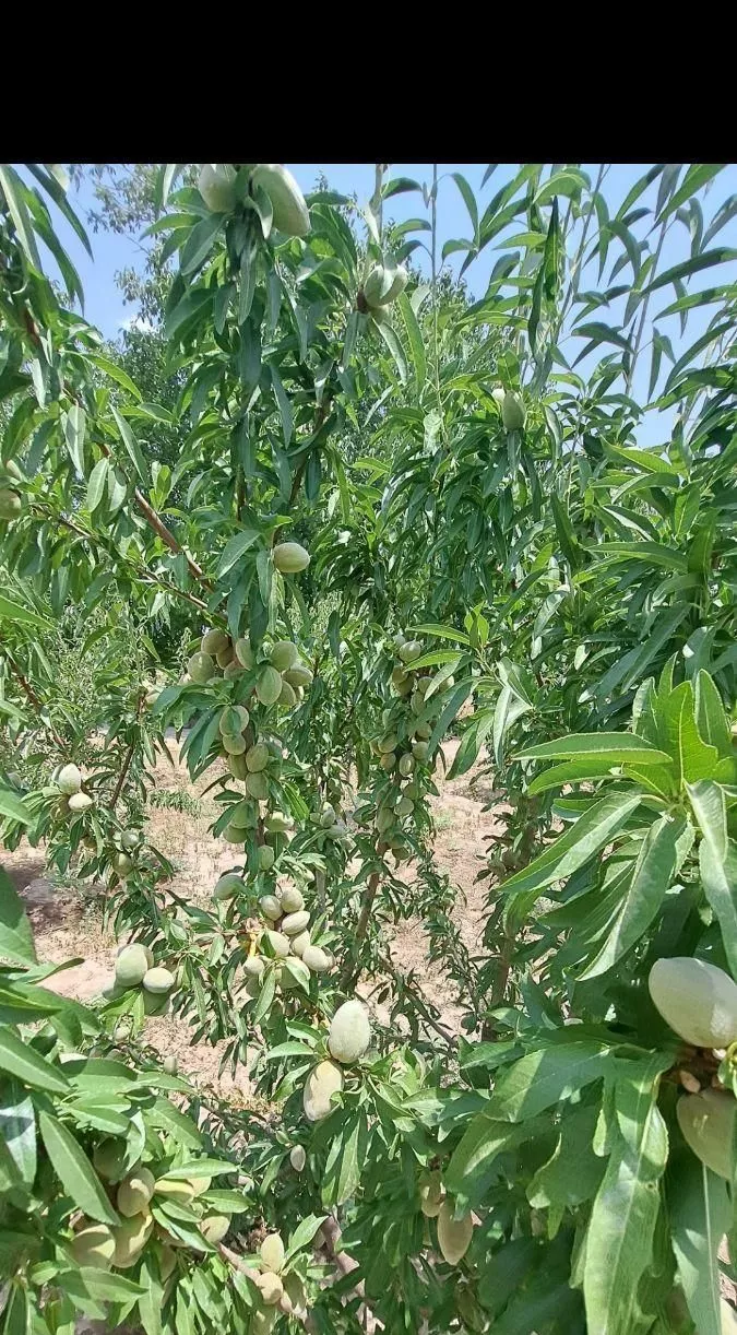 باغ و باغچه در قشلاق