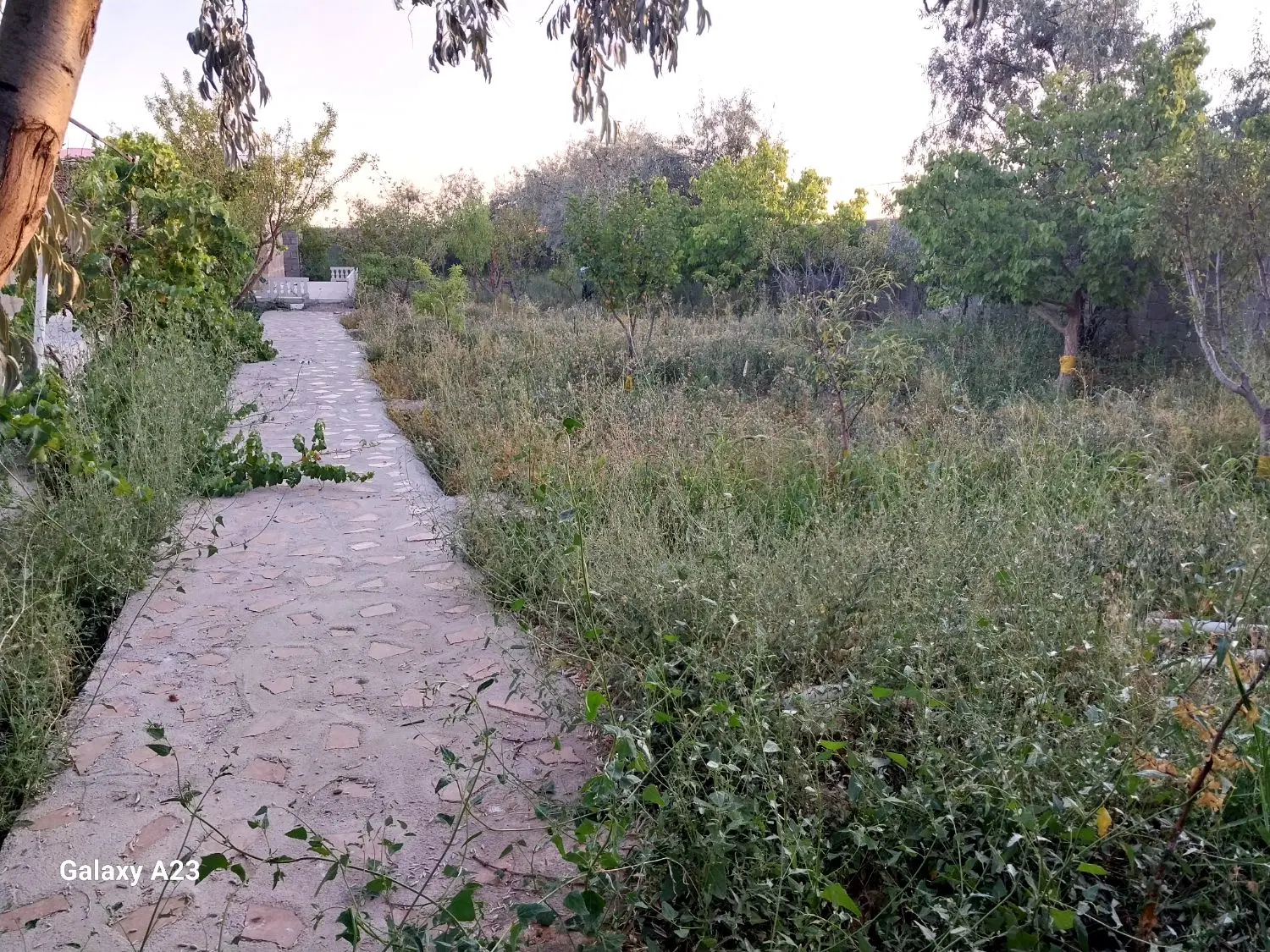 باغ ویلا صوفیان شاجی