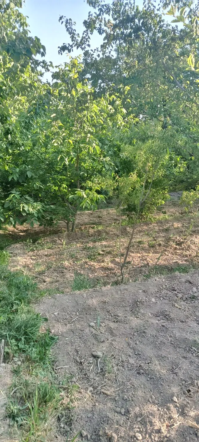 زمین کشاورزی ۲۳۰متر نوبران (دربند)