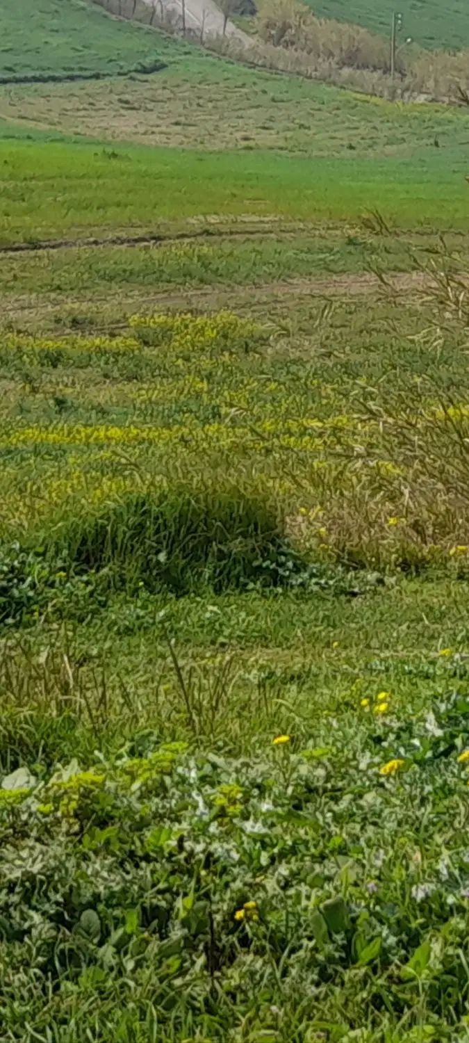 زمین خالی برای ساخت ویلا