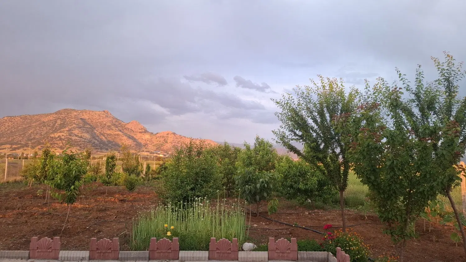 باغ واقع در زمین های روستای نی ،روبه کلکه جان