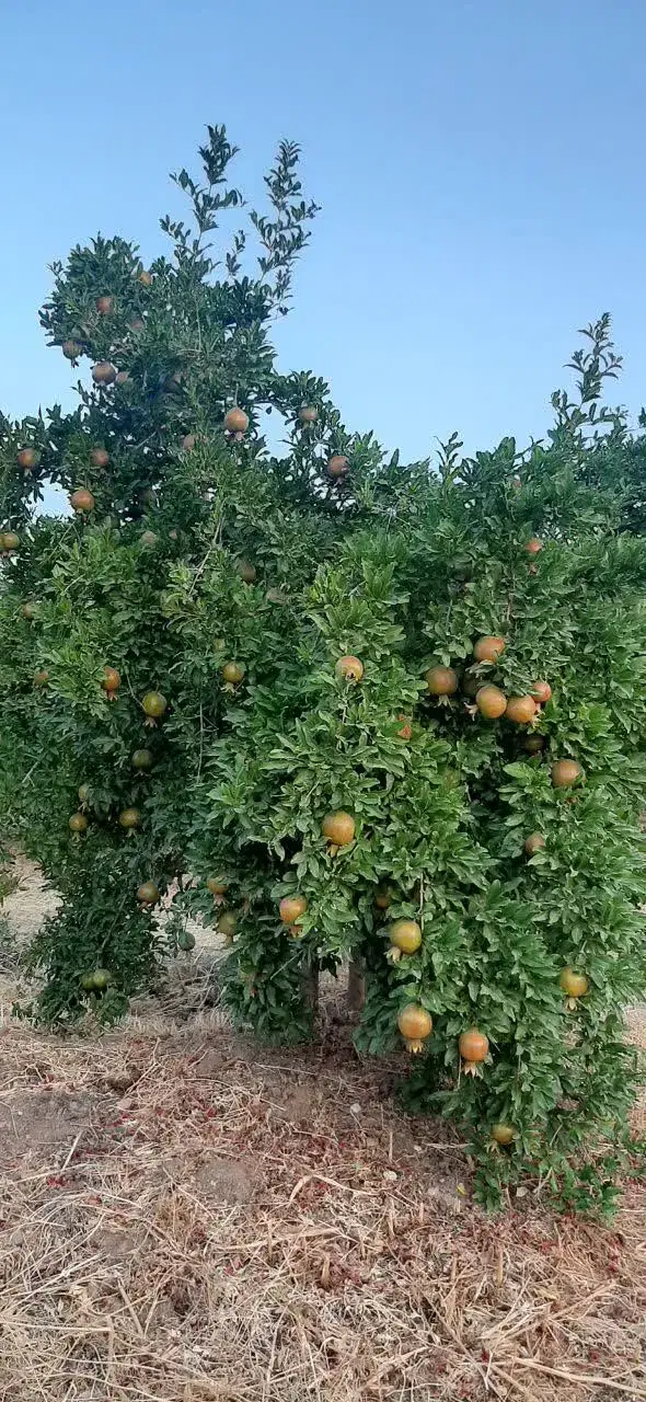 باغ ویلا فقط ۶۰۰ میلیون