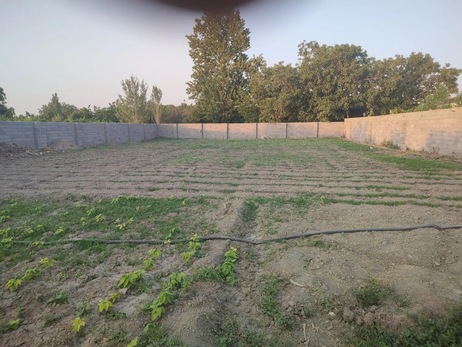 باغچه اردوشاهی