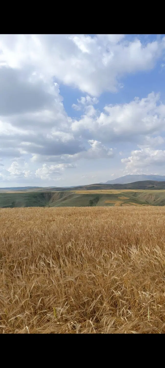 زمین دیمی