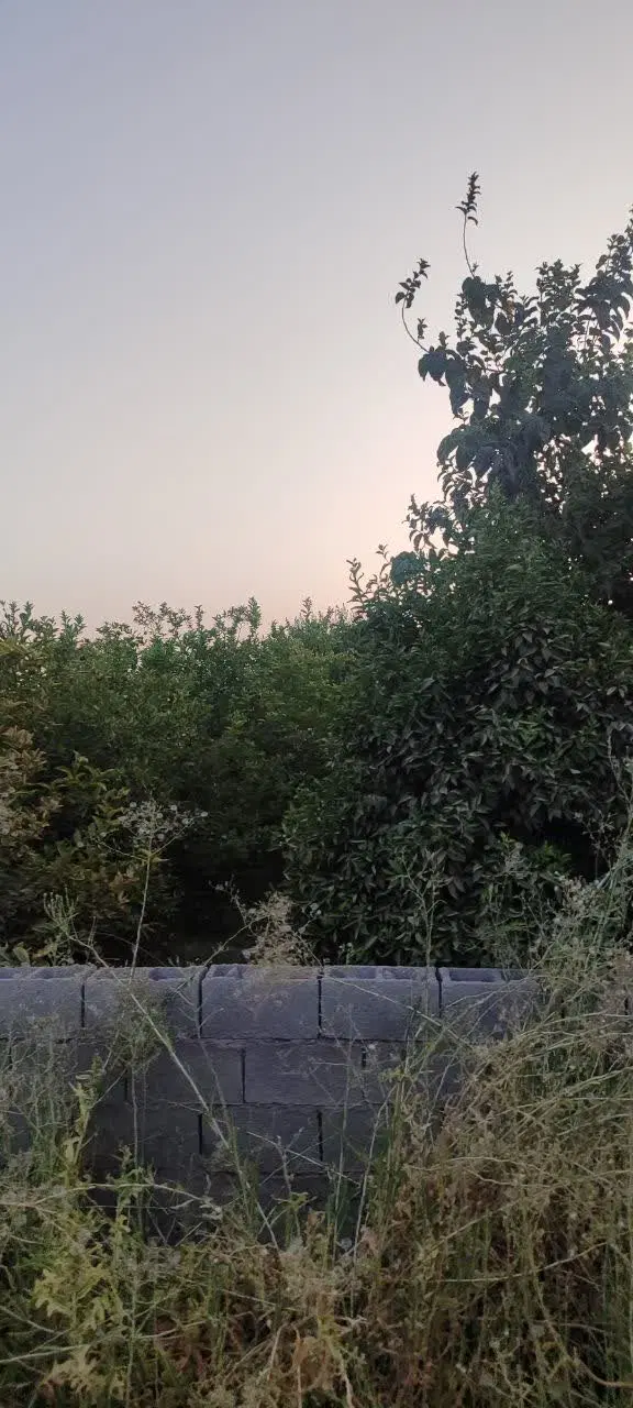 خرید وفروش باغ وباغچه