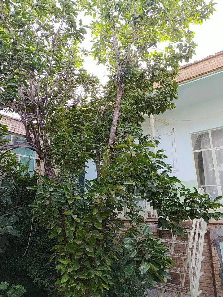منزل مسکونی کلنگی