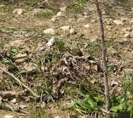 زمین سرچشمه گرمک مهمانک