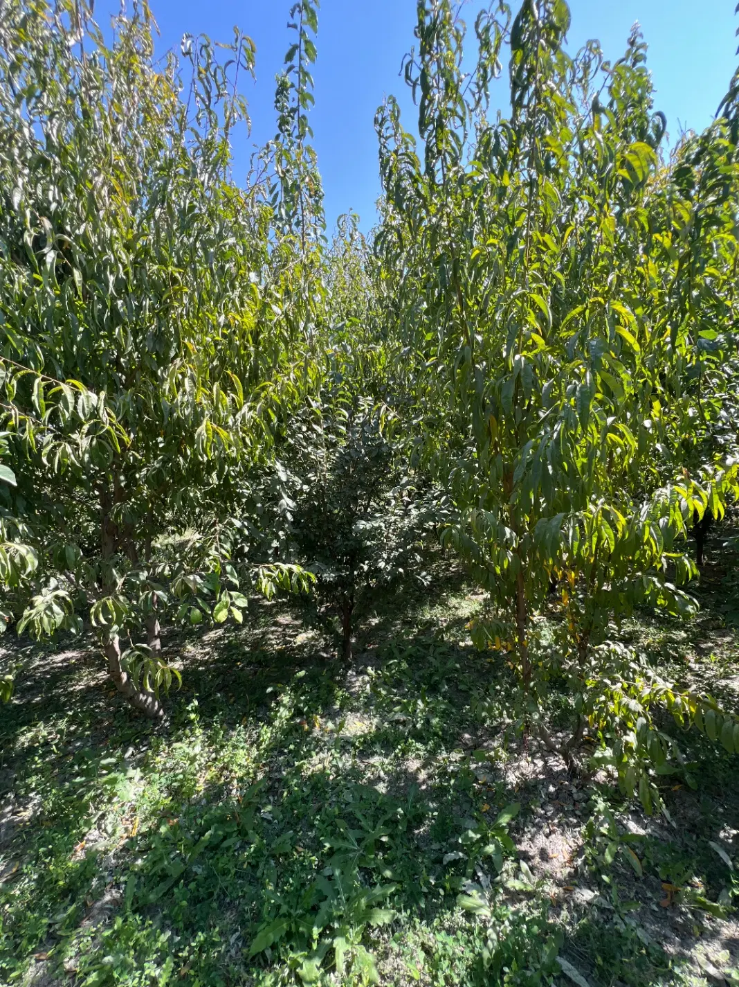 باغچه ویلایی جاده سلماس قره گوز ( املاک عمارت)