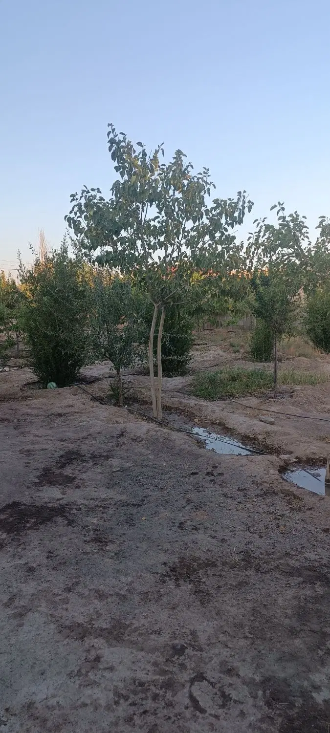باغ باغستان فردوسی نیلوفر شاهنامه 80