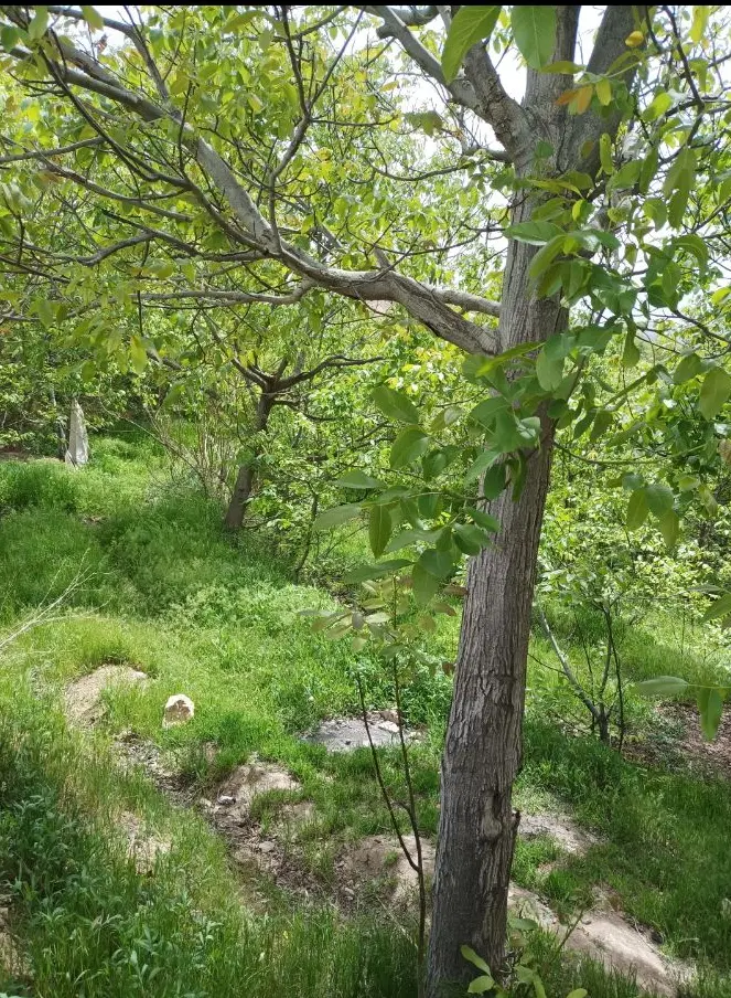 باغ گردو در روستای کلاته نقی