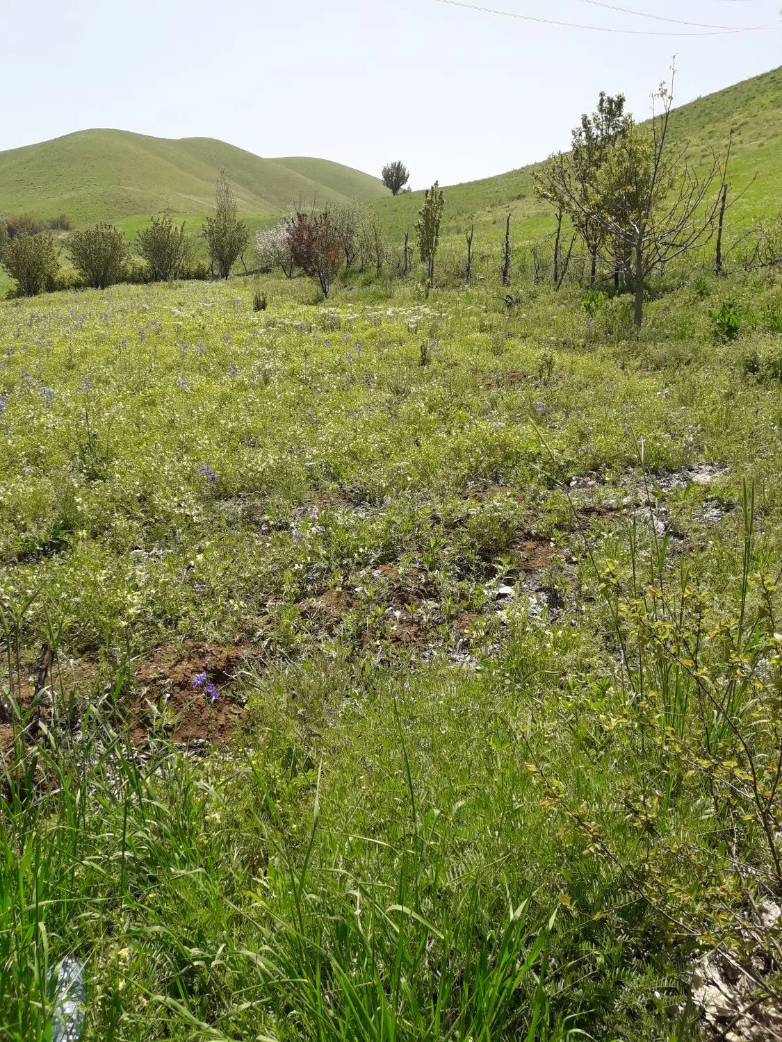 زمین کشاورزی